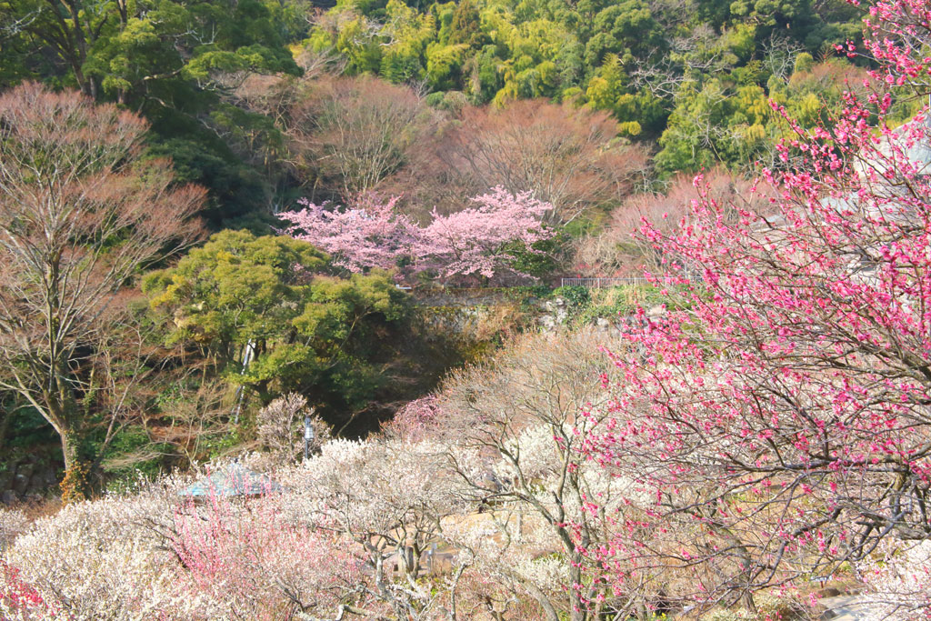 IMG_0770_atamibaien_1_br