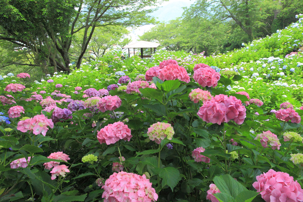 IMG_0820_shimodakouen_1_br