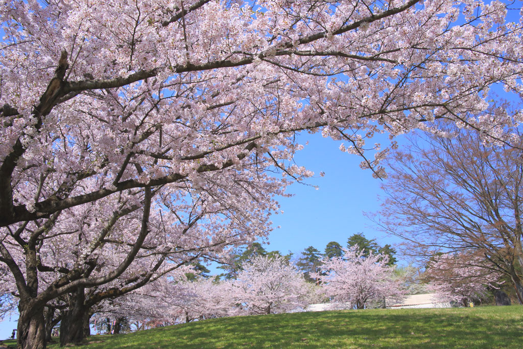 IMG_4458_sagaekouen_br