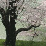 四季の風景「千鳥ヶ淵」早朝の落ち着いた桜風景
