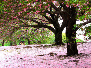 新宿御苑　八重桜の絨毯