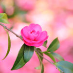 クローズアップ写真「ボケ効果美しい花風景」サザンカ