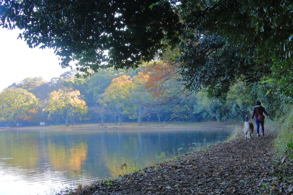 伊東市「一碧湖」紅葉映える早朝散歩