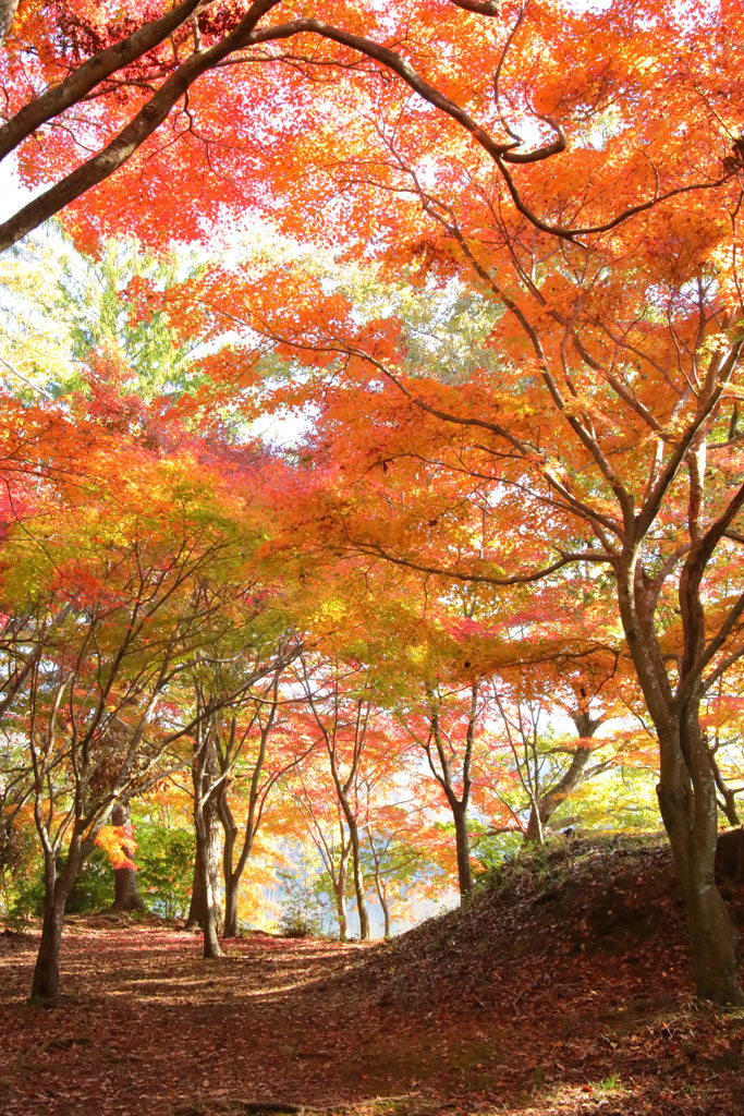 伊東市「一碧湖」湖畔の紅葉