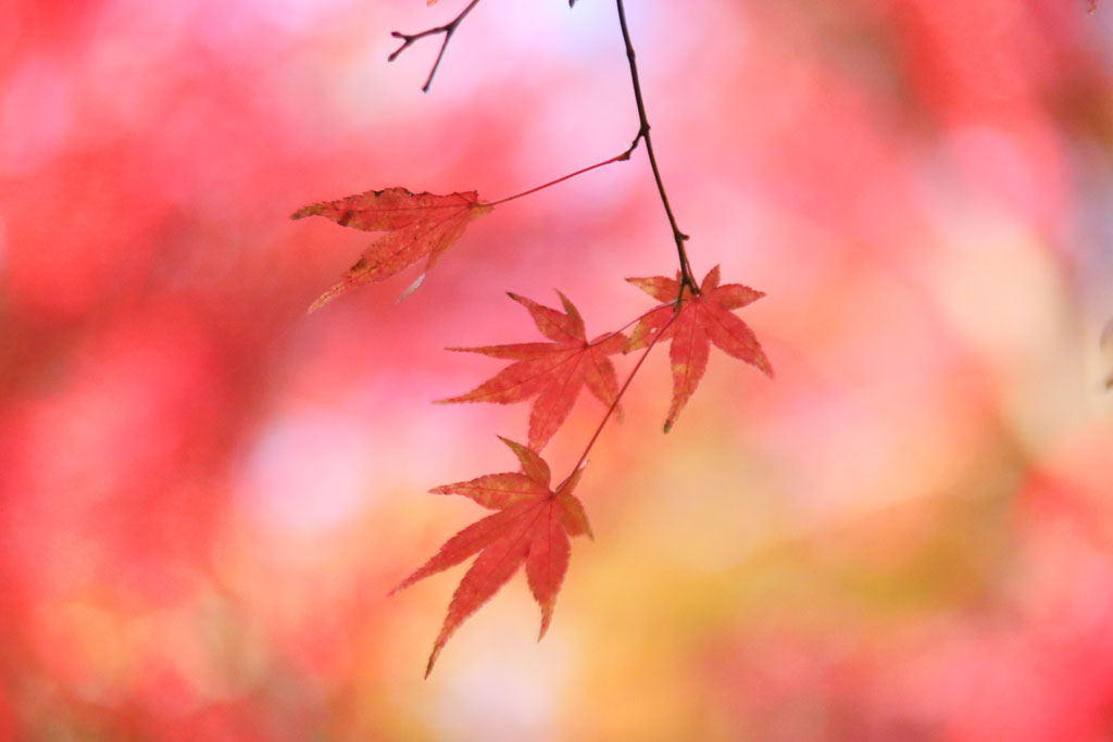 伊東市「一碧湖」モミジの近接撮影