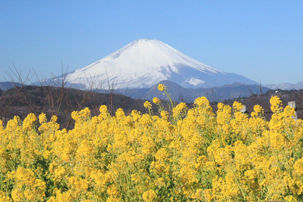 神奈川「吾妻山公園」菜の花と冠雪の富士