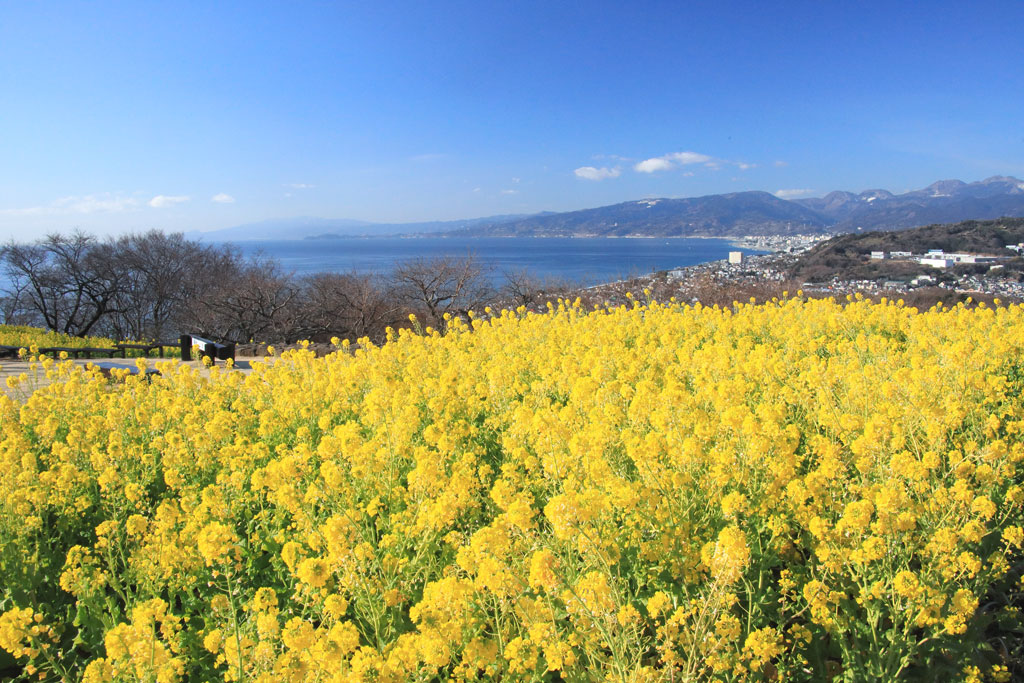 神奈川「吾妻山公園」菜の花越しに伊豆半島を望む