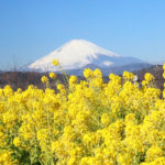 四季の風景「神奈川県吾妻山」菜の花と富士