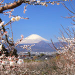 四季の風景「曽我梅林」白梅と富士のベストショット