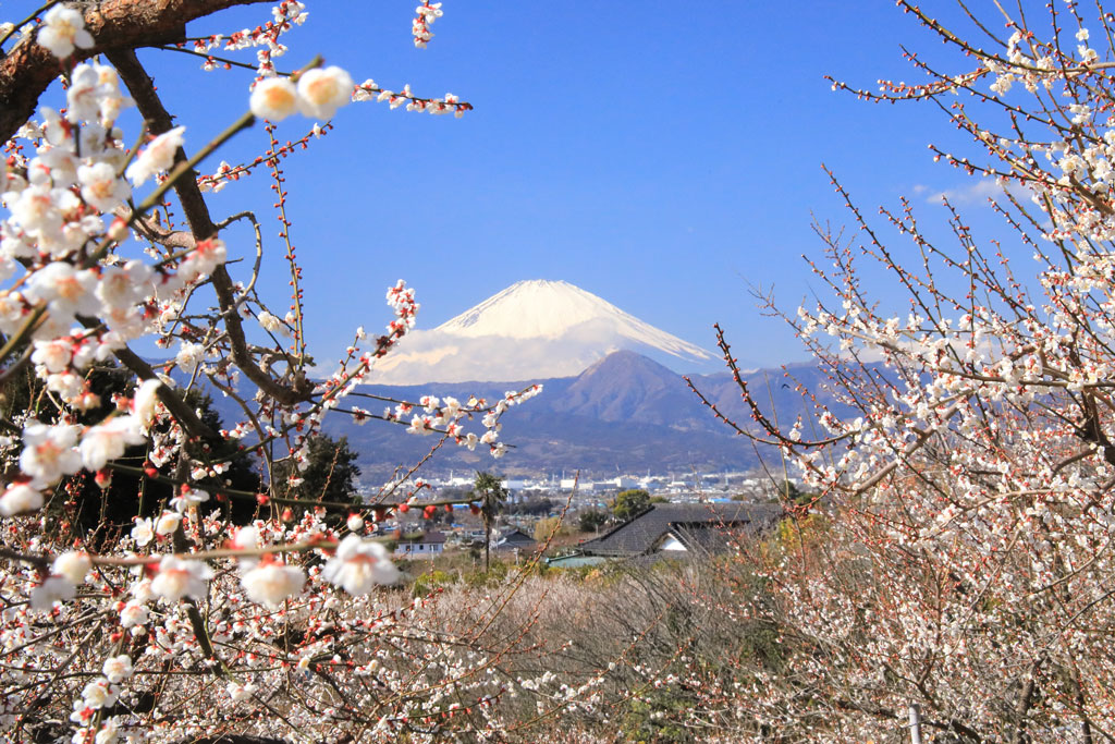 小田原市「曽我梅林」白梅の花風景と冠雪の富士
