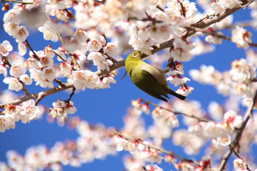 小田原市「曽我梅林」蜜を求めるメジロ