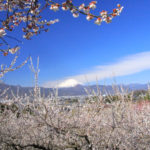 四季の風景「曽我梅林」広がる梅林に浮かぶ富士