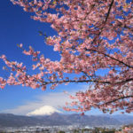 四季の風景「曽我梅林」満開の河津桜と富士の風景