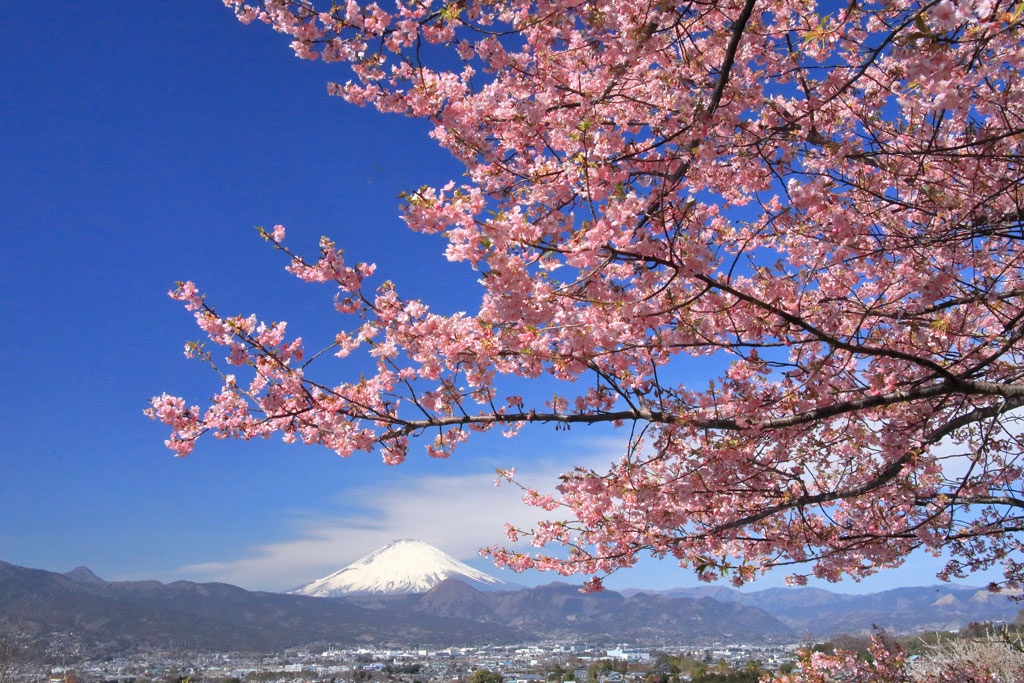 小田原市「曽我梅林」河津桜と富士の風景