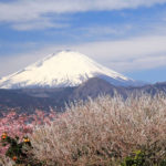四季の風景「曽我梅林」梅林越しの冠雪の富士