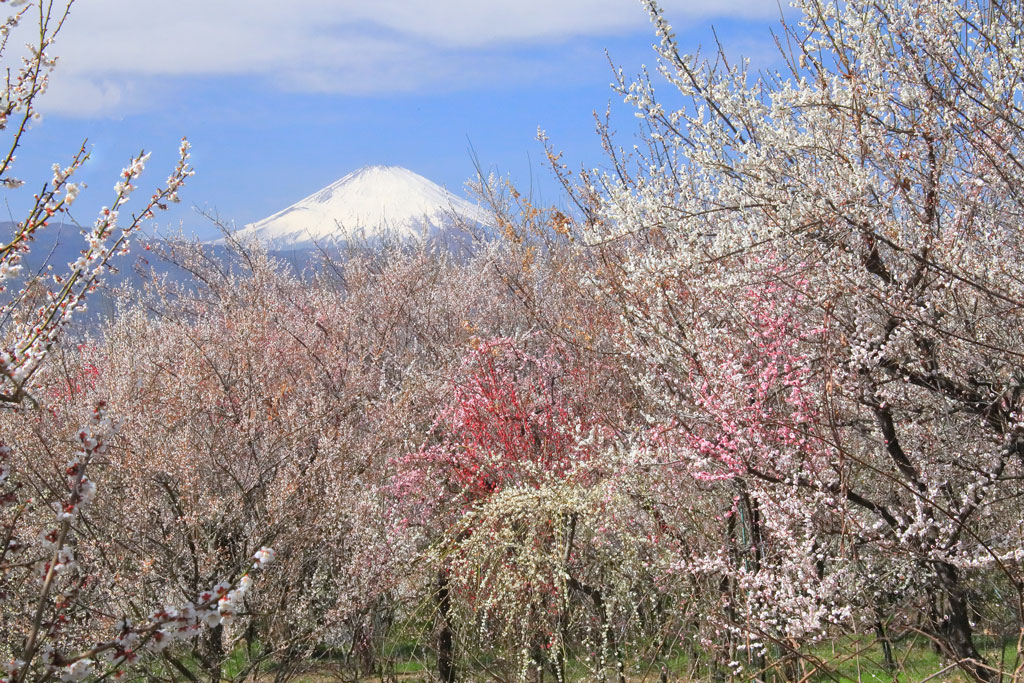 小田原市「曽我梅林」紅梅越しの富士山