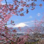 四季の風景「曽我梅林」河津桜と富士
