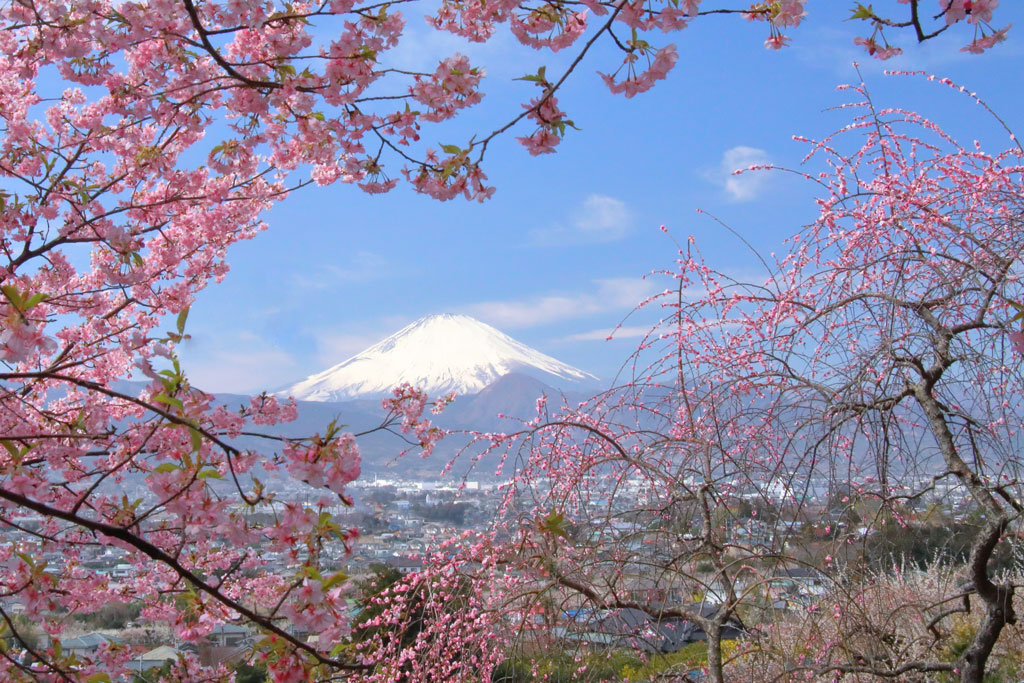 小田原市「曽我梅林」河津桜越しの富士