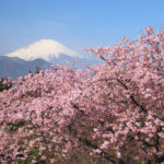 四季の風景「神奈川県松田市」河津桜と富士山