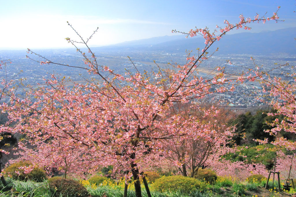 神奈川県「松田山ハーブガーデン」光る相模湾と河津桜