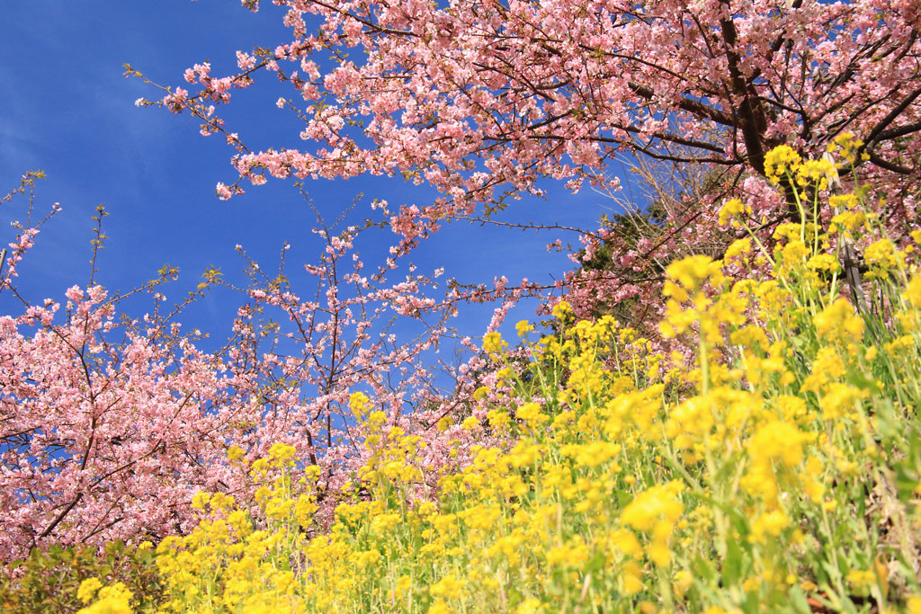 神奈川県「松田山ハーブガーデン」菜の花と河津桜の花風景