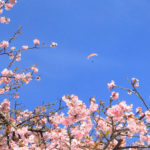 四季の風景「神奈川県松田市」河津桜とパラグライダー