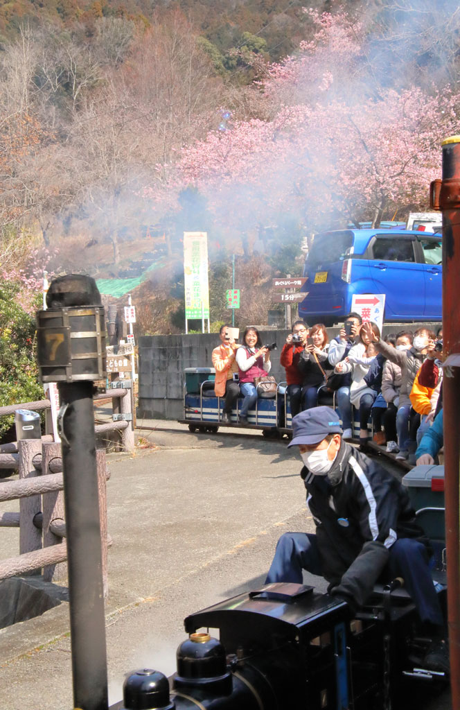 神奈川県「松田山ハーブガーデン」河津桜風景を走るミニＳＬ