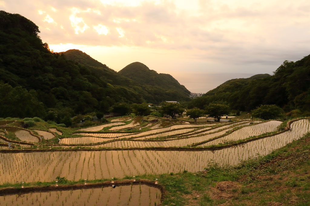 伊豆松崎町「石部の棚田」夕焼けに染まり始める棚田