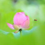 クローズアップの世界「大賀ハスの花」蜜蜂訪れる