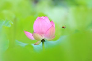 町田市薬師池公園「大賀ハス」ハスの花に近づく昆虫