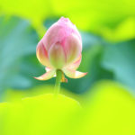 クローズアップの世界「大賀ハスの花」映えるハスの蕾