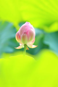 町田市薬師池公園「大賀ハス」蕾の花光景