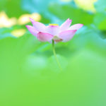 クローズアップの世界「大賀ハスの花」緑鮮やかなボケ効果の花光景
