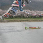 四季の風景「北上展勝地」桜と鯉のぼりのアーチを行く観光船