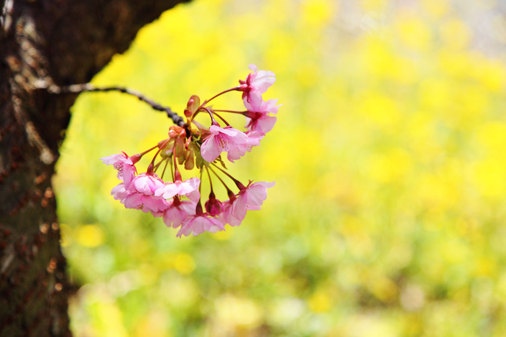 伊豆「河津町」菜の花と河津桜