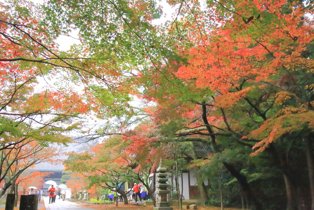 京都「光明寺」紅葉の表参道