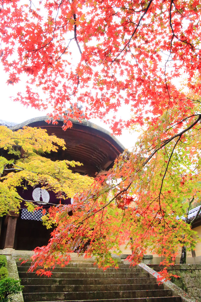 京都「光明寺」紅葉鮮やかな薬医門