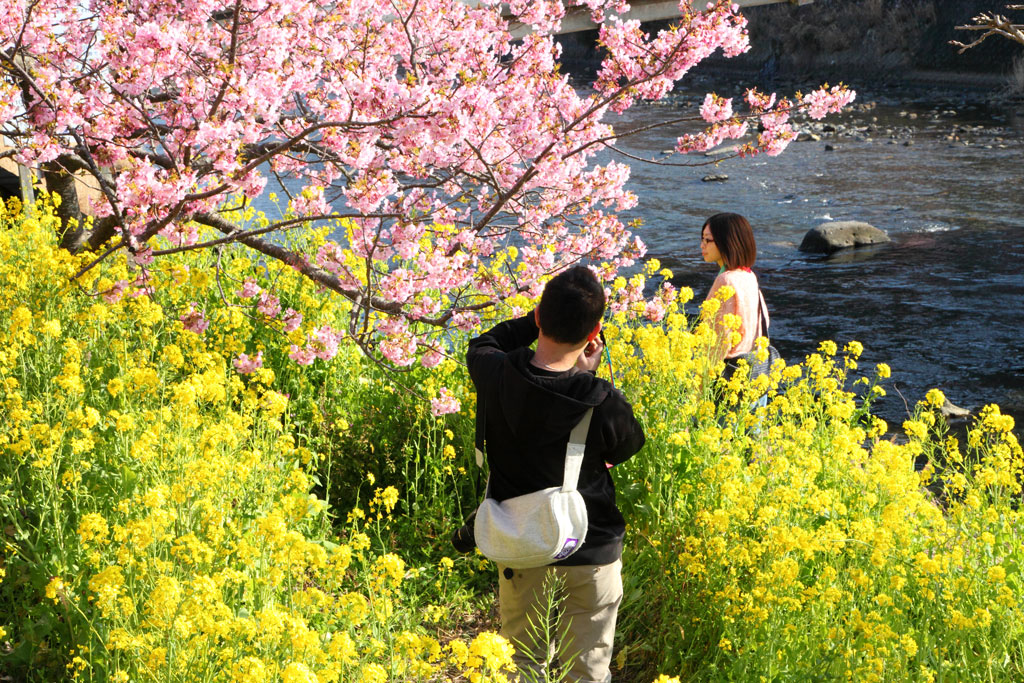 伊豆「河津町」菜の花に包まれてワンショット
