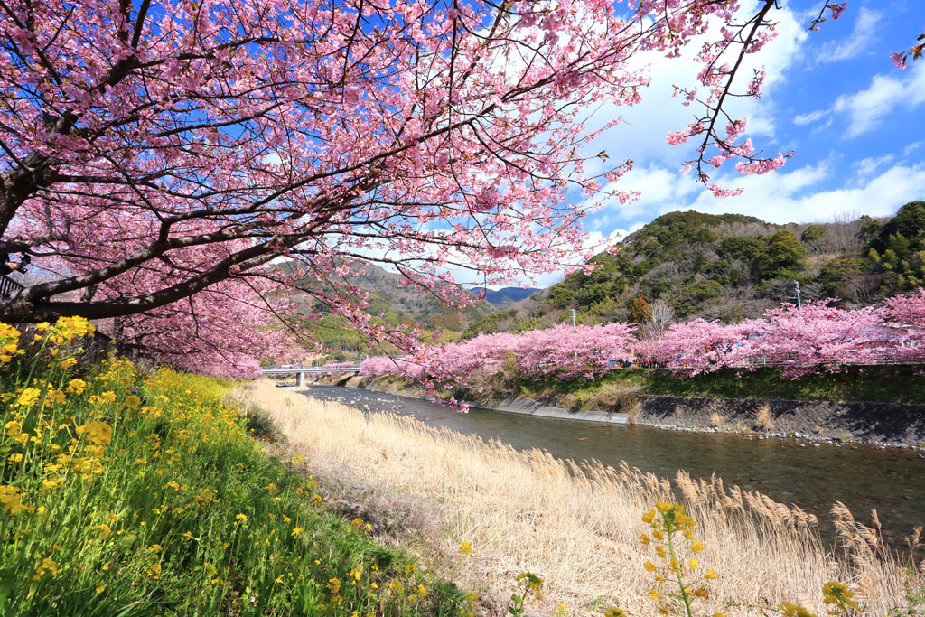 伊豆「河津町」宮橋付近の河津桜並木