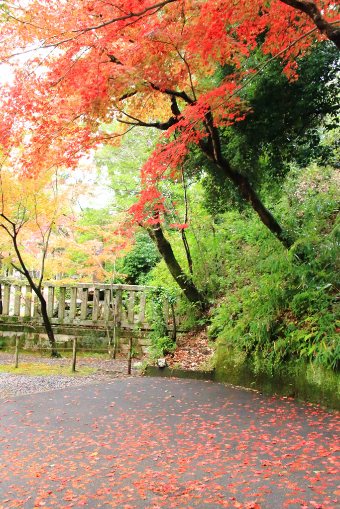 京都「光明寺」もみじ参道