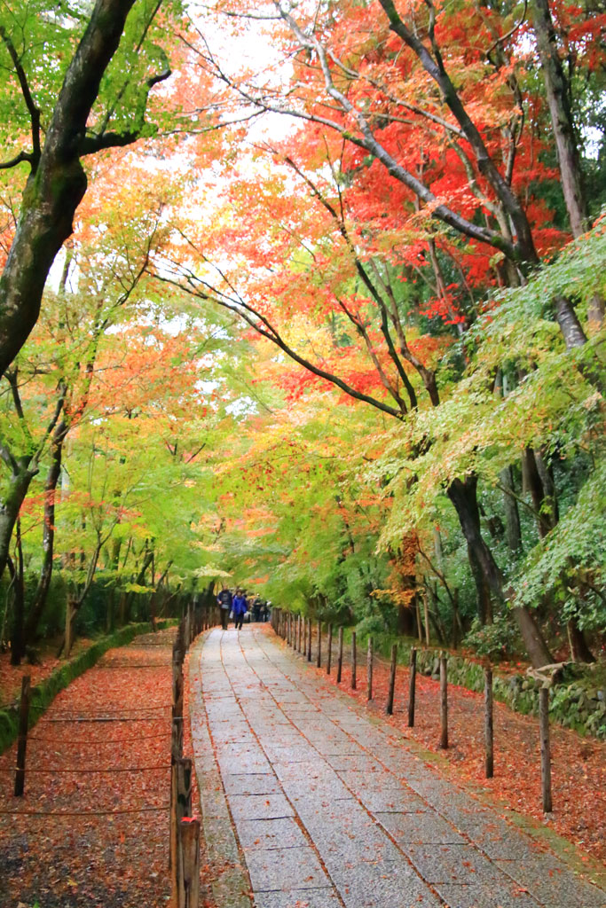 京都「光明寺」もみじ参道