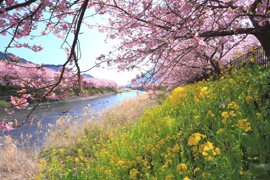 伊豆「河津町」河津川に続く河津桜並木