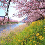 河津町　菜の花と河津桜風景