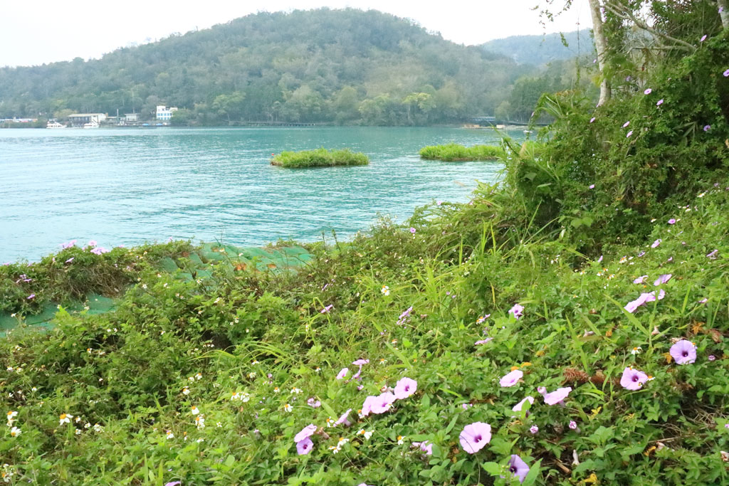 台湾紀行「日月潭」花に彩られた湖畔