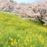 四季の風景「神奈川県吾妻山公園」菜の花と桜風景