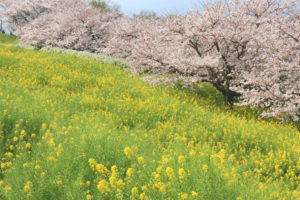 神奈川「吾妻山公園」桜と菜の花の風景