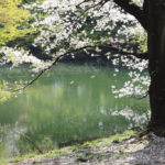 「春の新宿御苑」池に映える桜風景