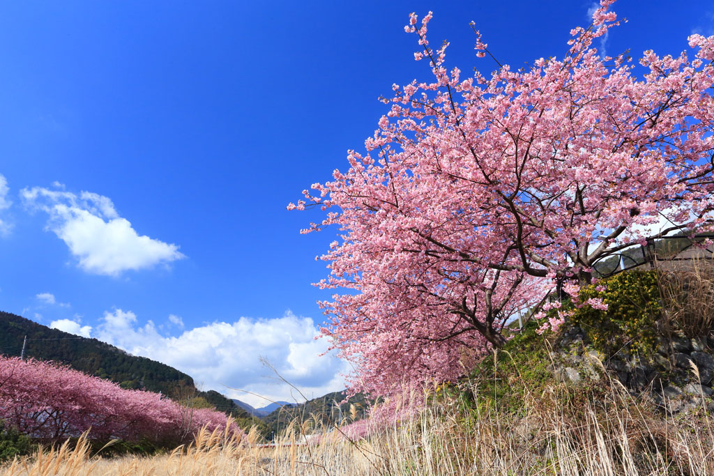 伊豆「河津町」河津川上流の河津桜並木