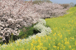 神奈川「吾妻山公園」桜と菜の花と雪柳の花風景