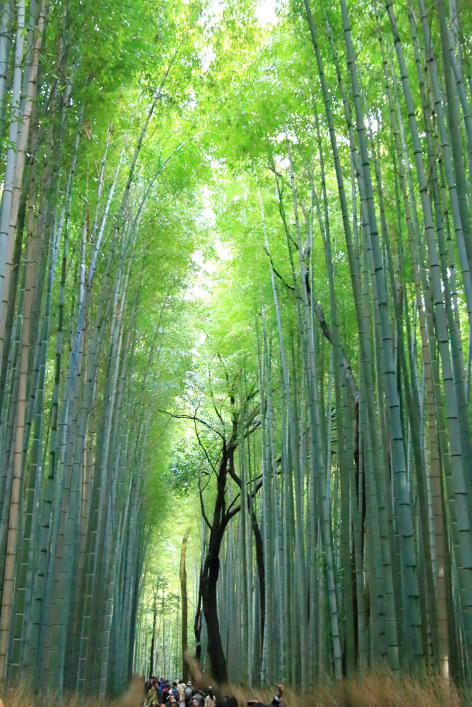 京都「嵐山」竹林の小道